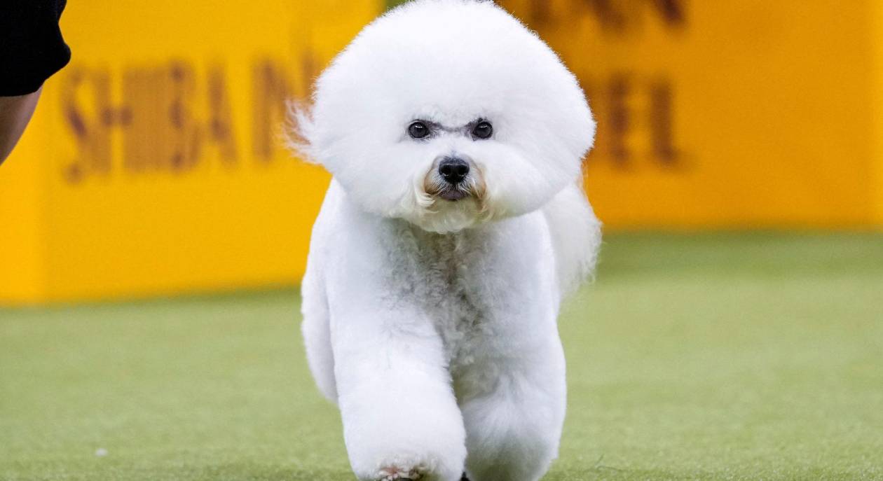 El costo de la crianza selectiva: Razas de perros y sus problemas genéticos