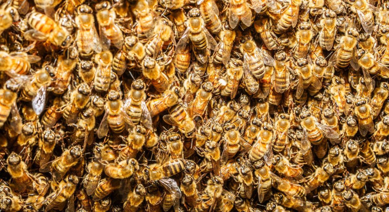 Abejas migratorias luchan por sobrevivir en EE UU y amenazan la polinización