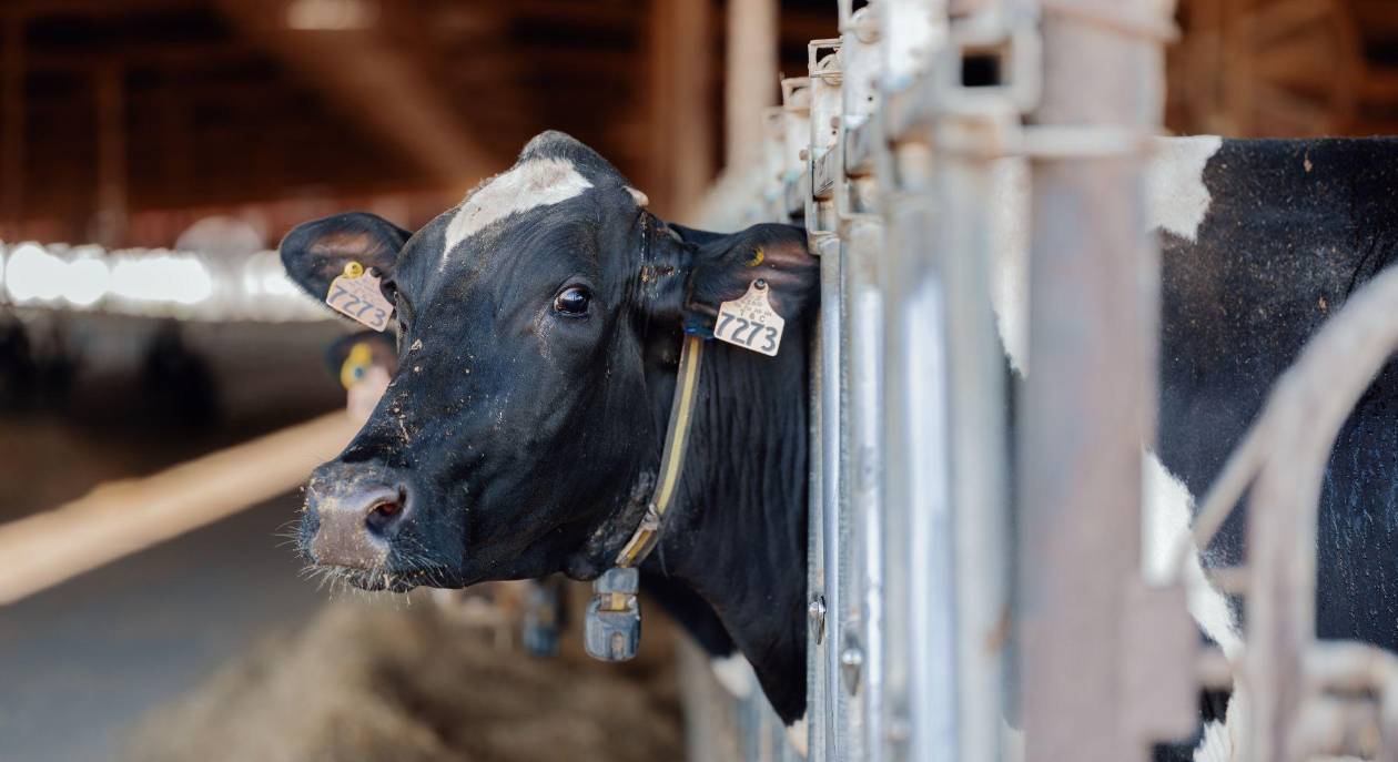 Collares inteligentes detectan enfermedades en vacas en horas
