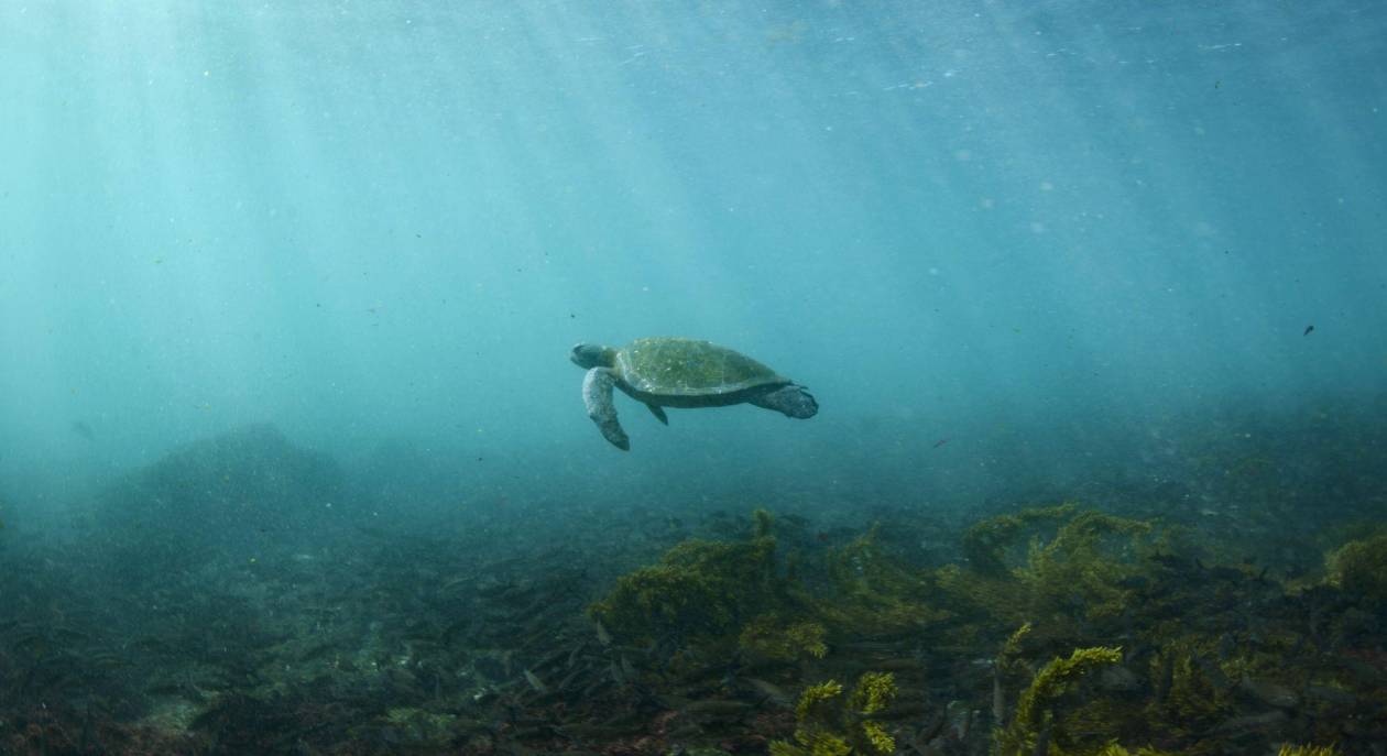 Poblaciones de aves en declive, focas en peligro y esperanza con tortugas verdes