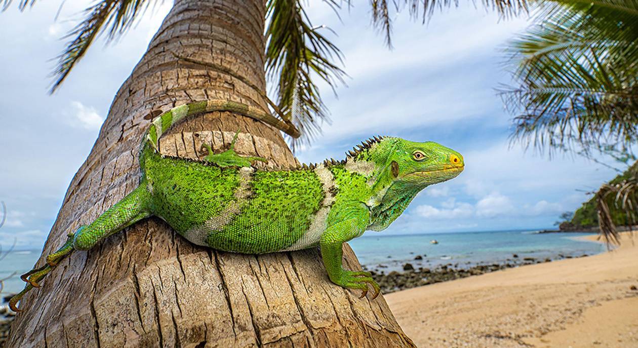 El misterio de las iguanas de Fiji: ¿cruzaron el océano en vegetación flotante?