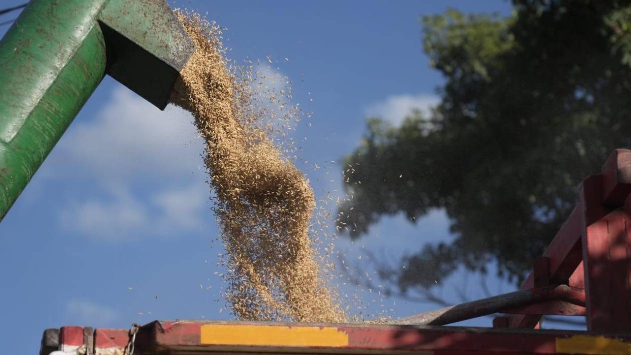 Tecnología y crédito activan crucial producción de arroz