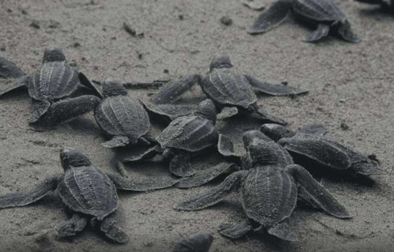 Liberan 336 tortugas de río como parte de un plan de conservación en Venezuela
