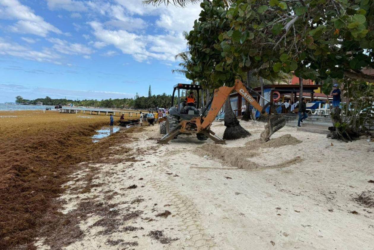EN FOTOS: Roatán bajo el sargazo; así luce la invasión en las playas de West Bay