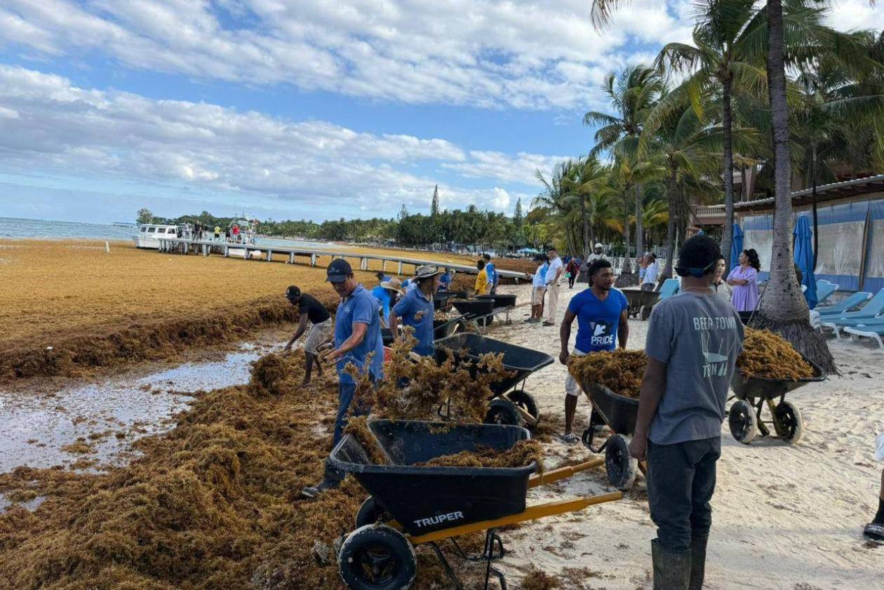 EN FOTOS: Roatán bajo el sargazo; así luce la invasión en las playas de West Bay
