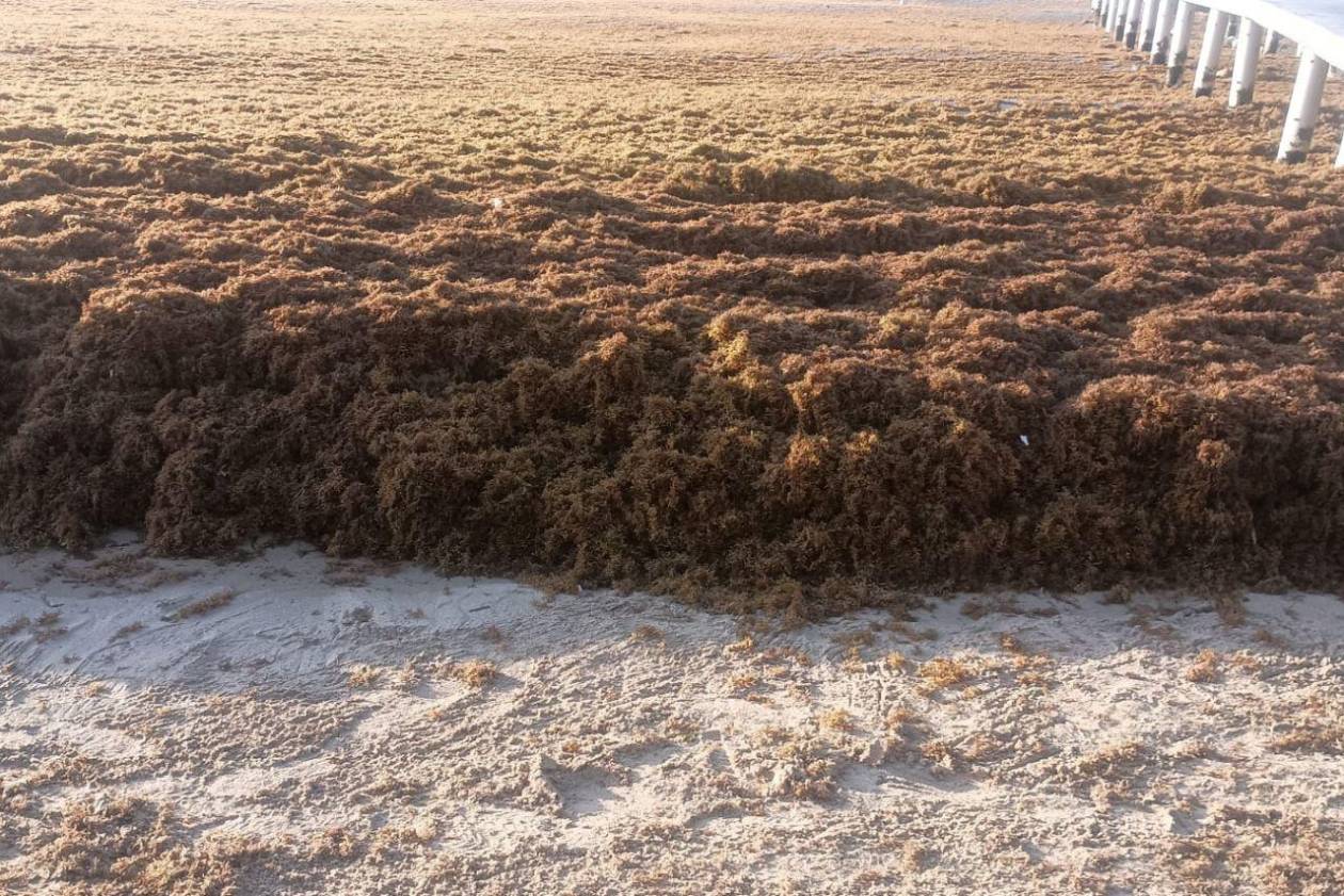 EN FOTOS: Roatán bajo el sargazo; así luce la invasión en las playas de West Bay