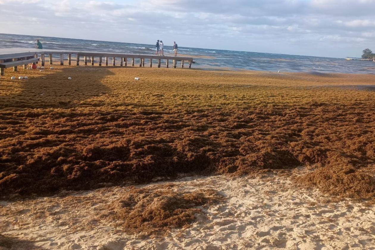 EN FOTOS: Roatán bajo el sargazo; así luce la invasión en las playas de West Bay