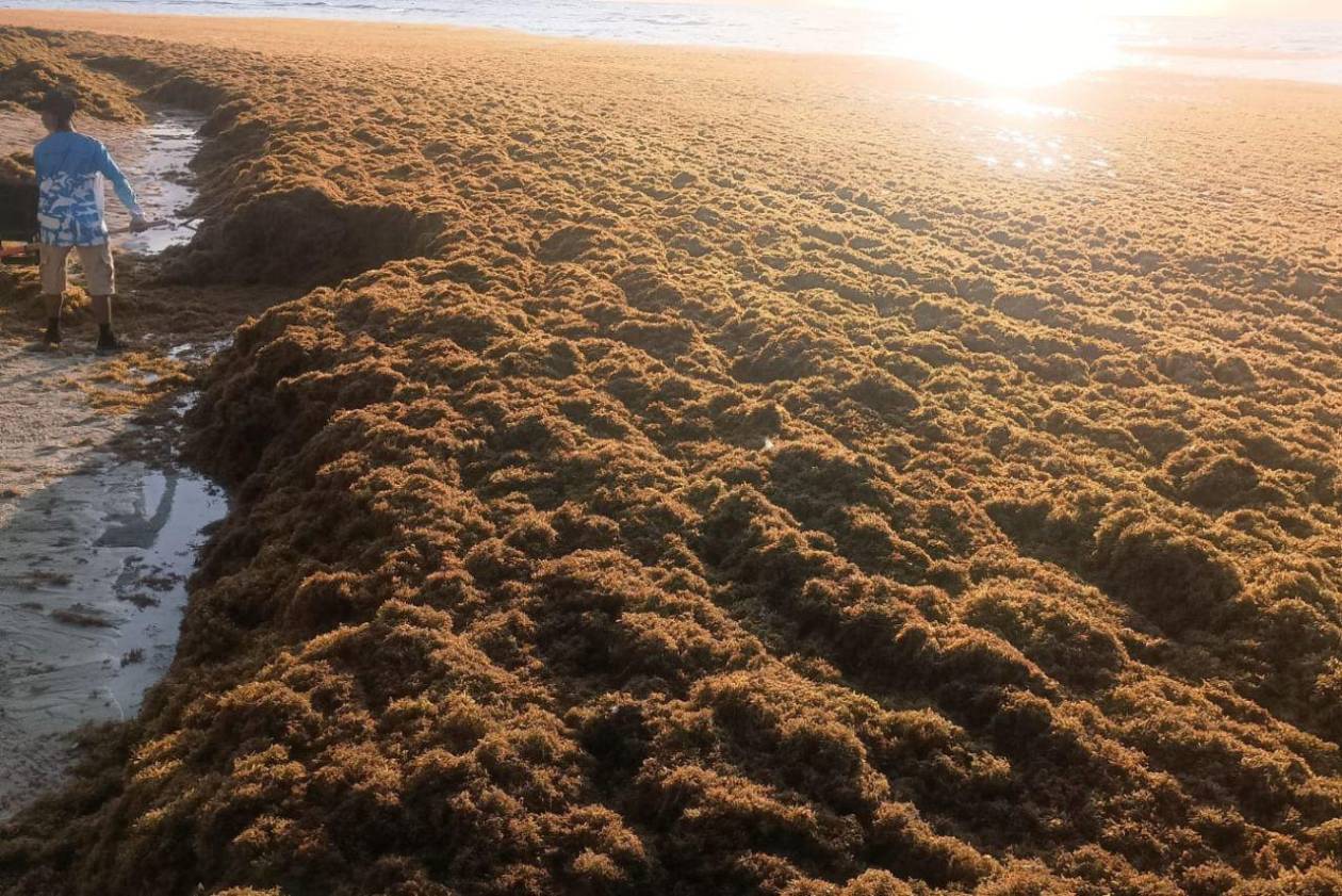 EN FOTOS: Roatán bajo el sargazo; así luce la invasión en las playas de West Bay