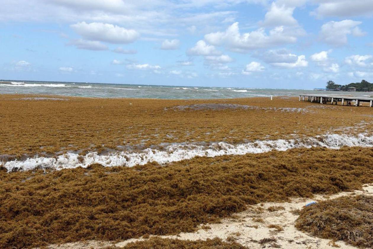 EN FOTOS: Roatán bajo el sargazo; así luce la invasión en las playas de West Bay