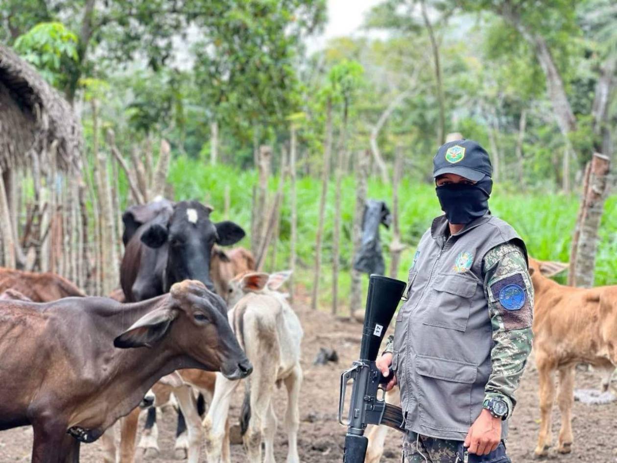 Detectan tres áreas deforestadas en el Refugio de Vida Silvestre Cuero y Salado