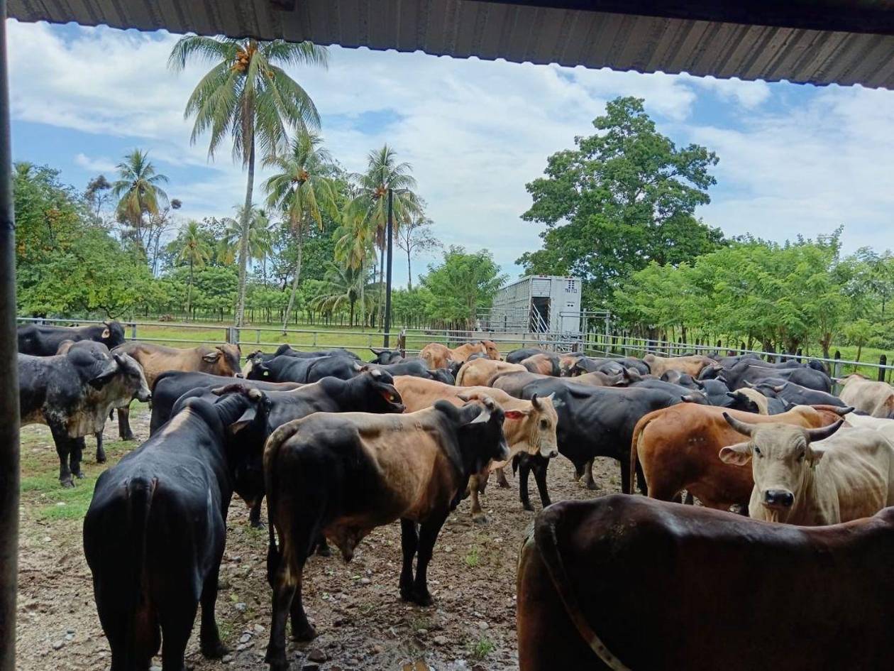 Honduras realiza su primera exportación de ganado en pie hacia México