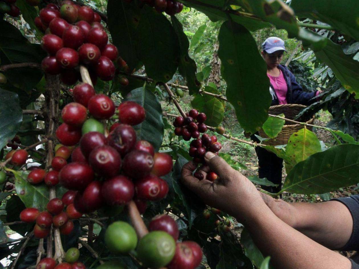 Honduras implementa medidas para asegurar acceso de su café al mercado europeo