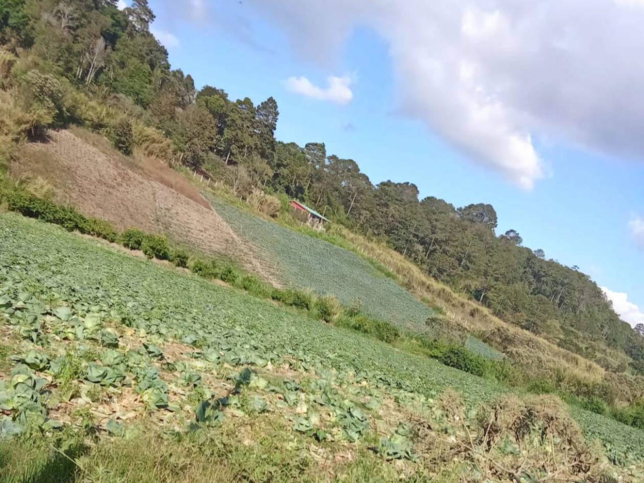 Productores de Francisco Morazán dejan que sus cultivos se pudran en el campo