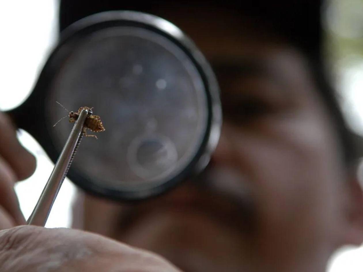 Alerta en EE UU por incremento de casos de Chagas que ya afecta a más de 280,000 personas