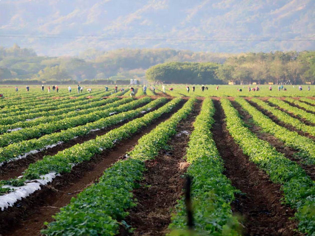 Aranceles de EE UU amenazan las exportaciones agrícolas de Latinoamérica