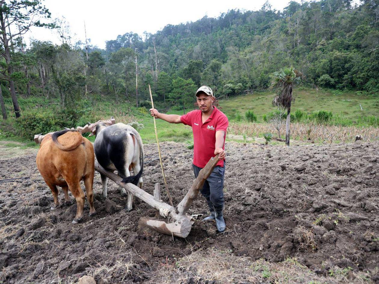 Campesinos de Francisco Morazán retrasan siembras por falta de lluvias