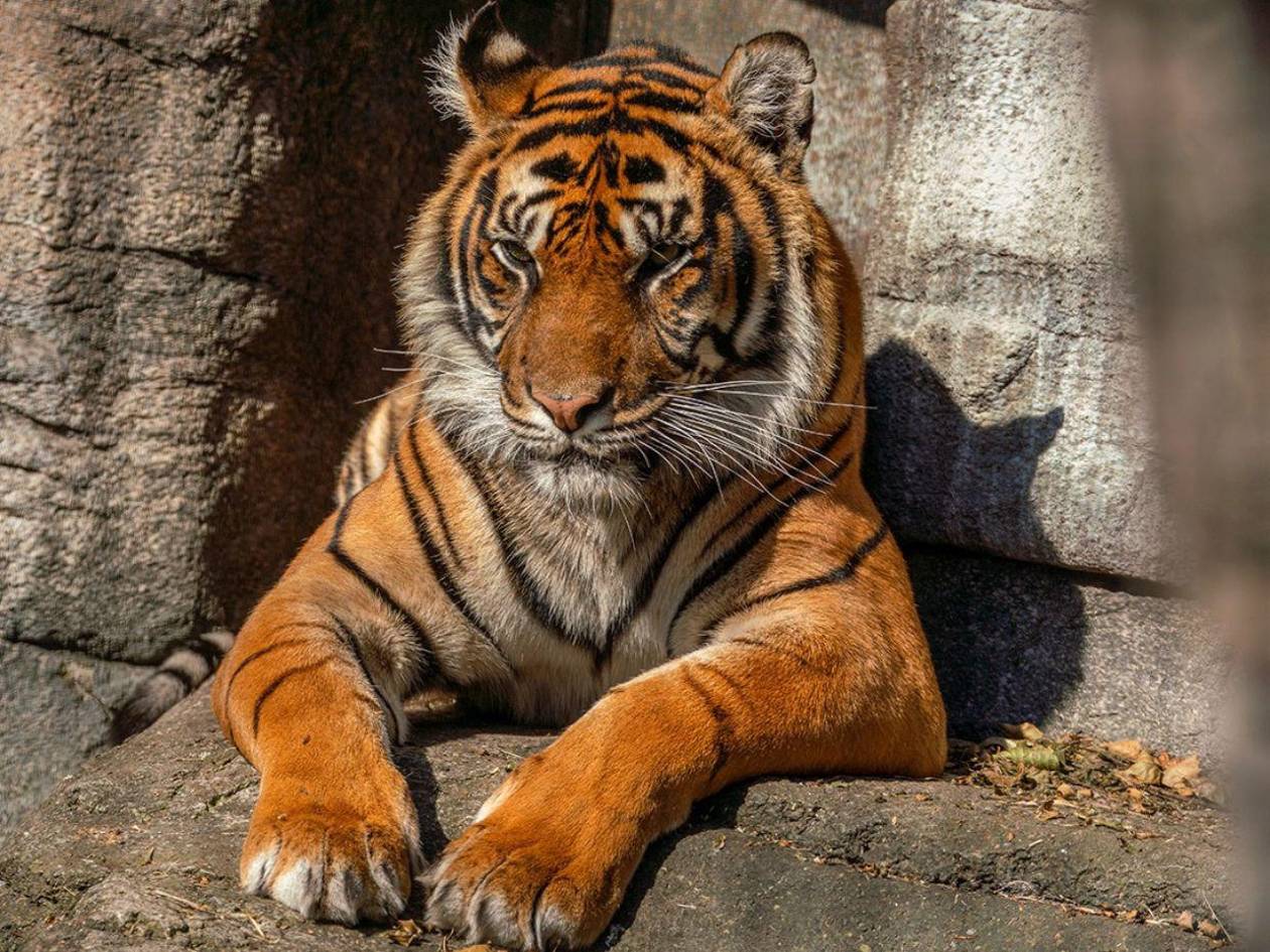 Zoológico en Dinamarca pide mascotas no deseadas para alimentar a sus depredadores