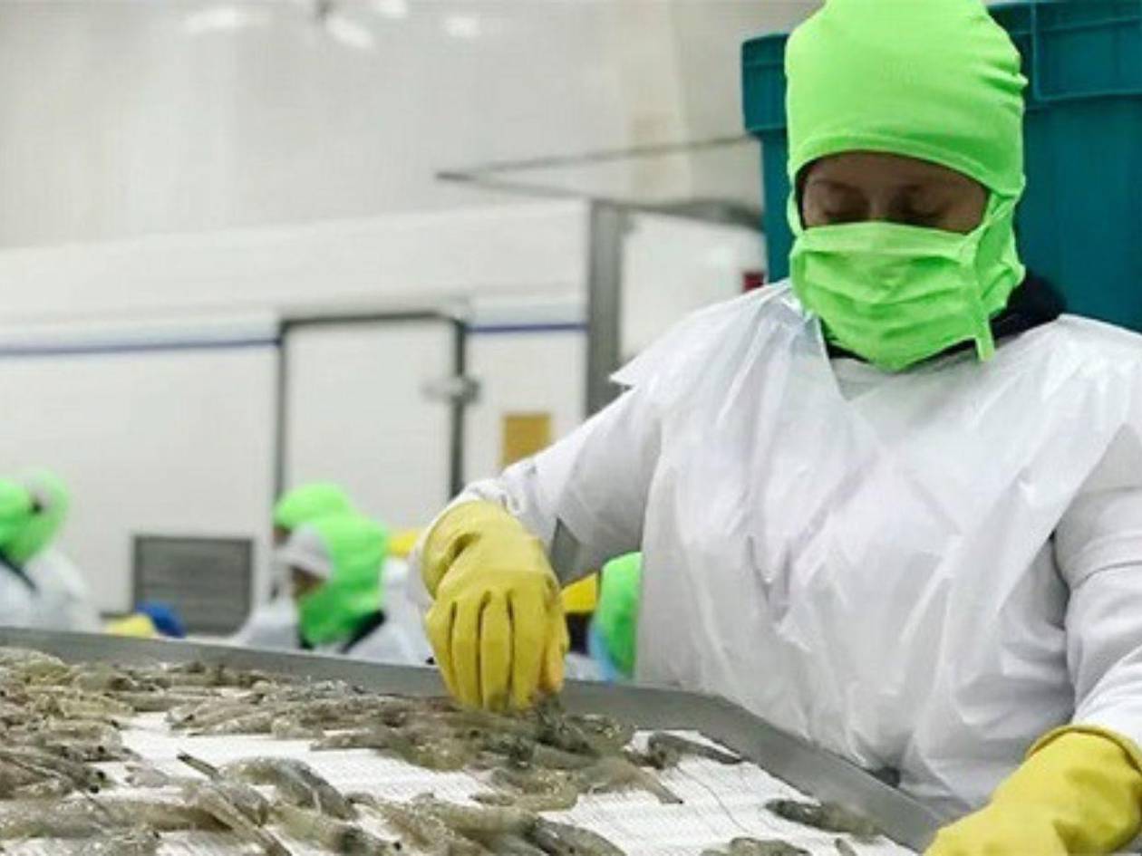 La UE se convierte en el principal mercado del camarón cultivado en Honduras