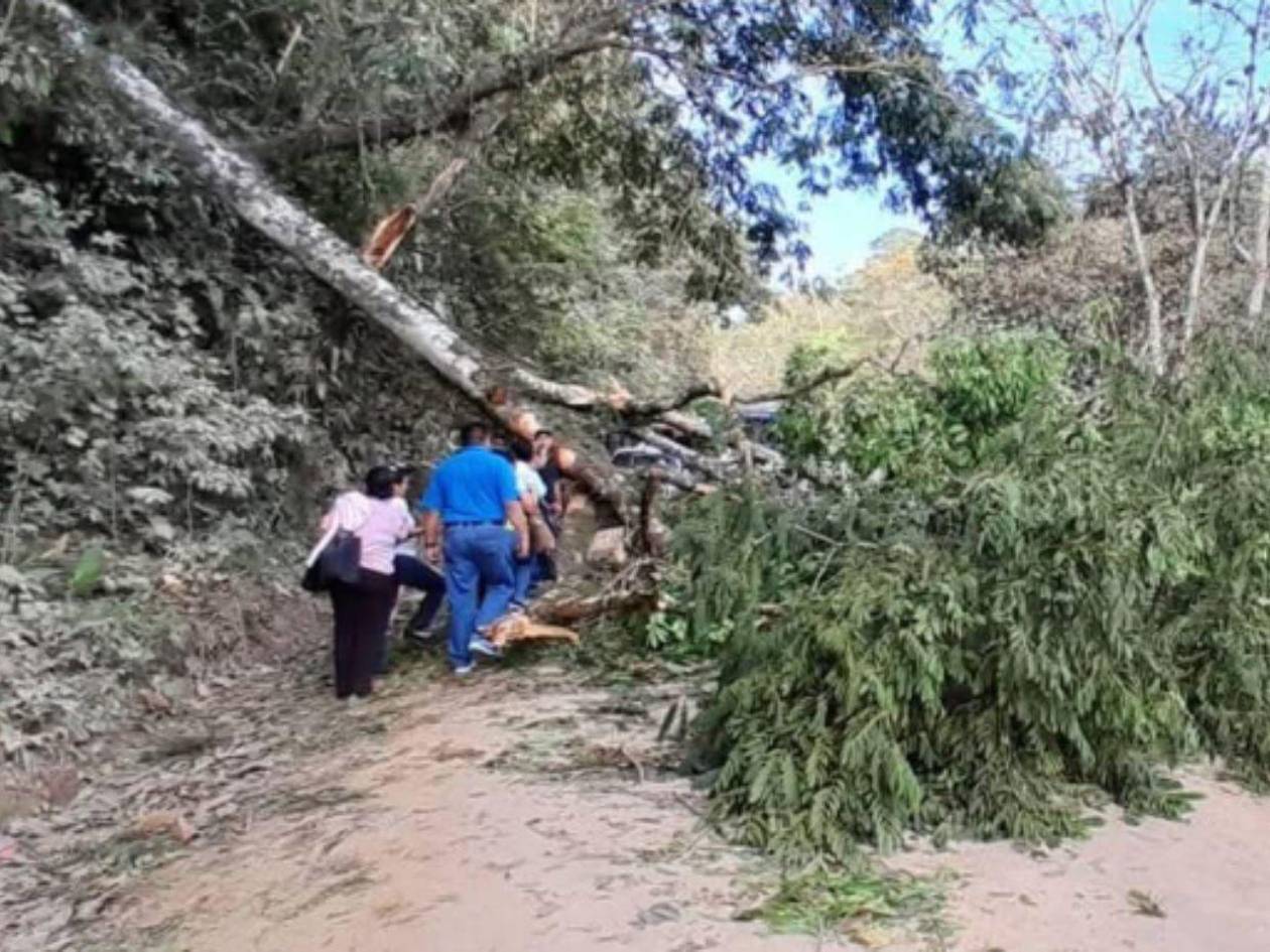 Maestro hondureño muere tras caerle un árbol encima