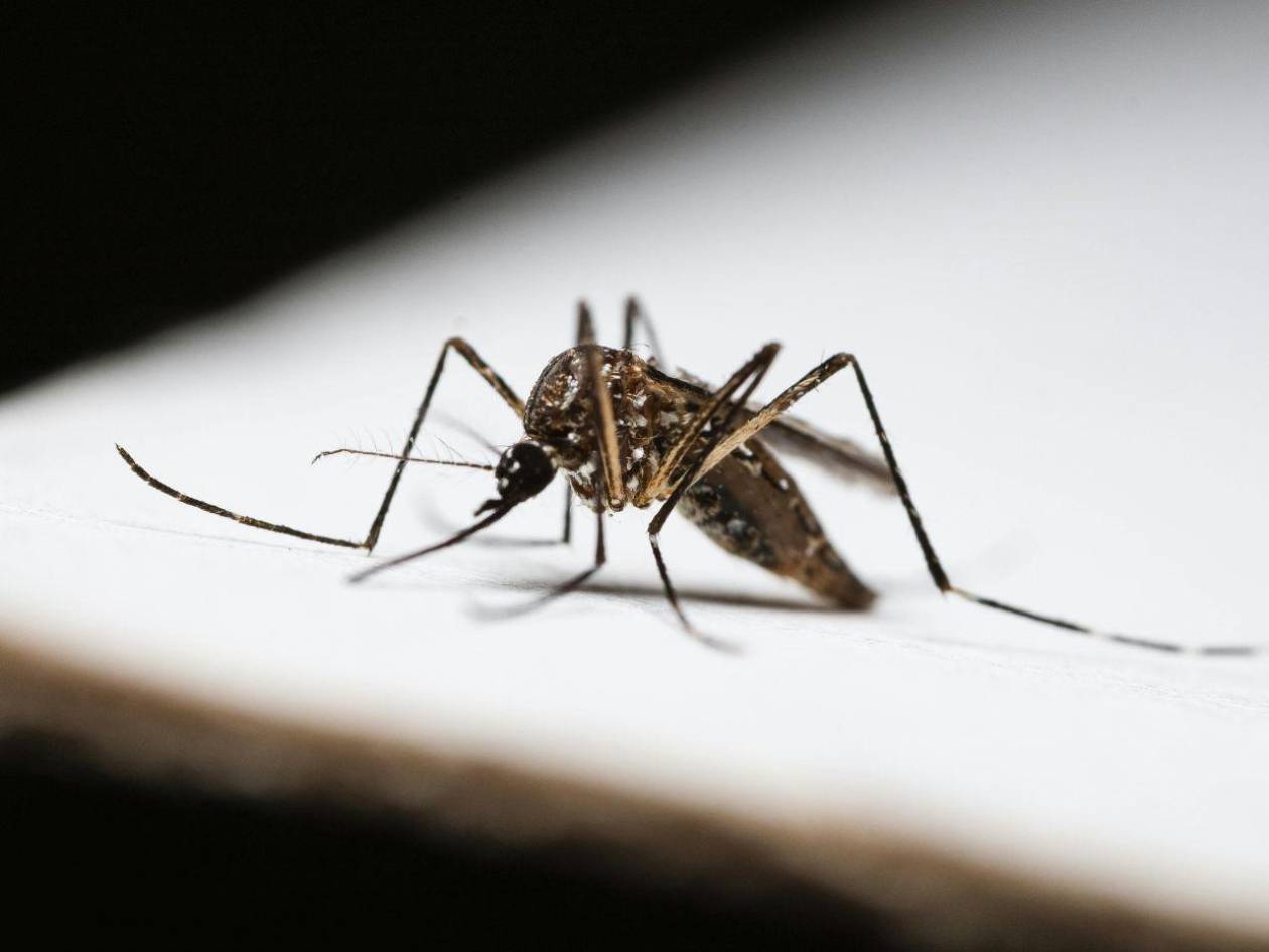 OPS reporta un aumento de 30% en casos de dengue en Honduras