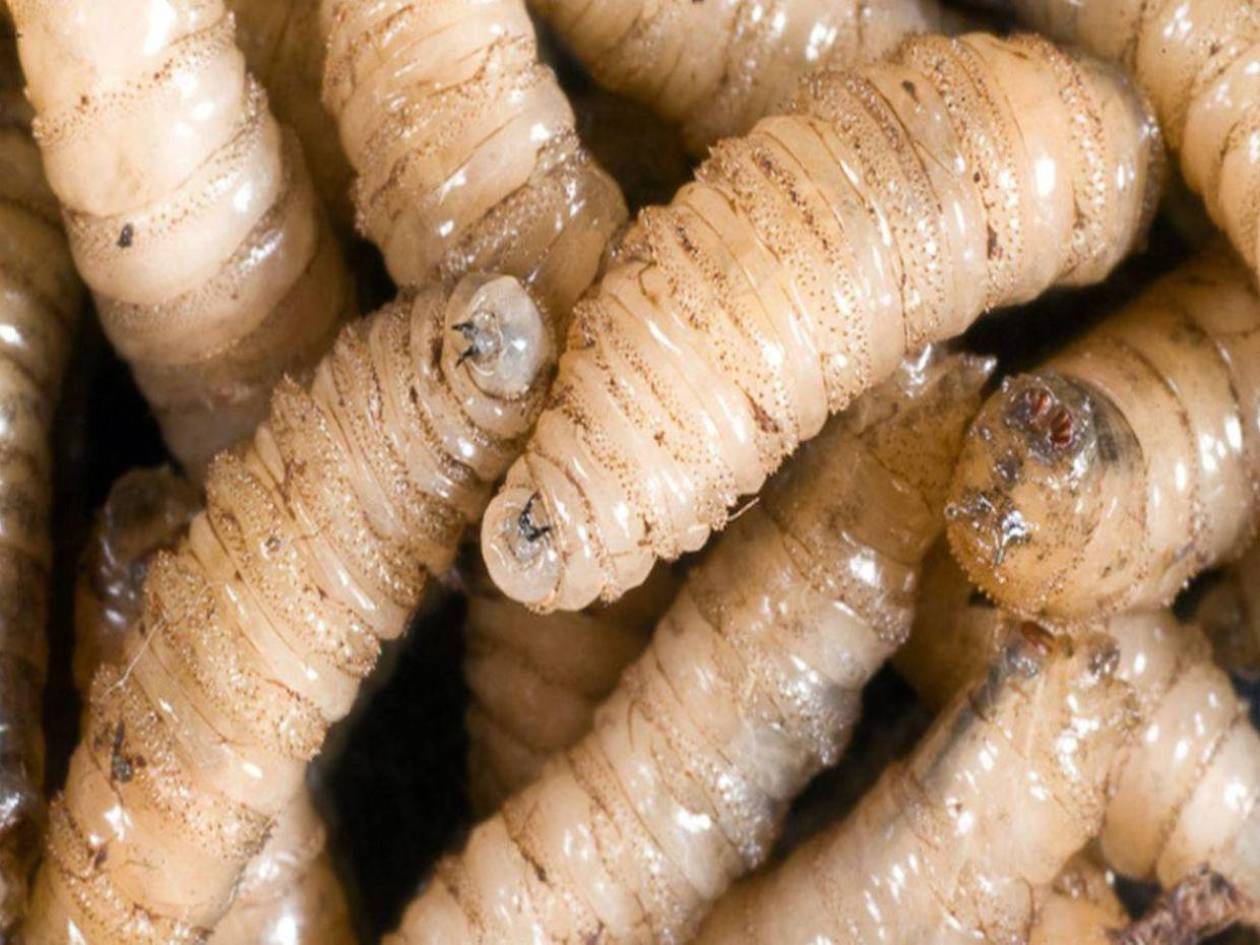 Estados Unidos confirma su primer caso en humanos del gusano barrenador