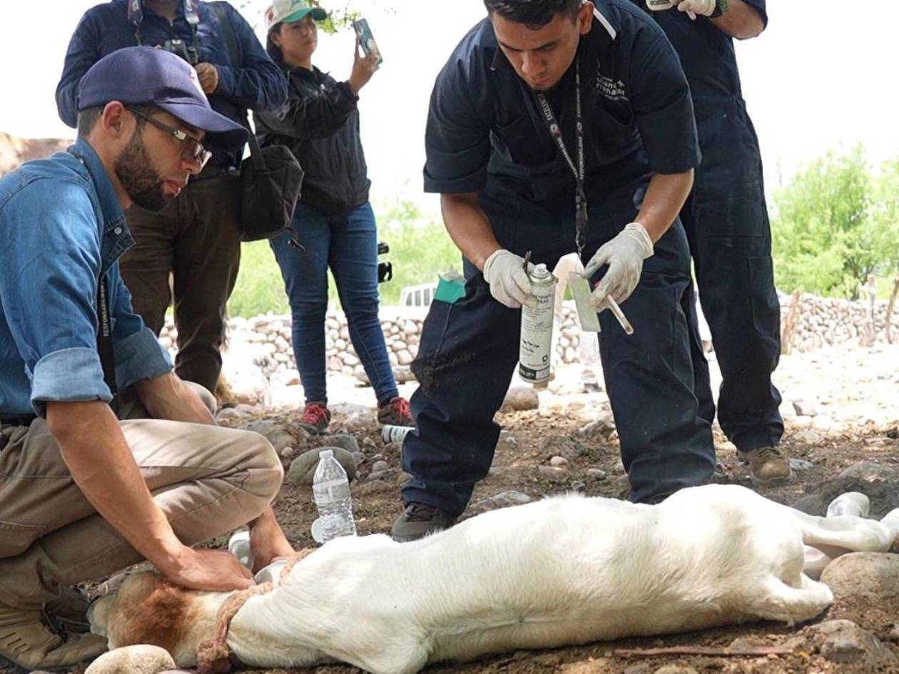 Honduras reporta 2,250 casos de gusano barrenador en animales