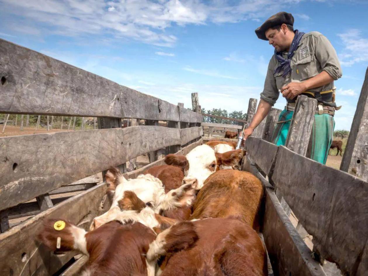 ¿En qué consiste la fiebre aftosa y por qué preocupa a Europa y el Reino Unido?