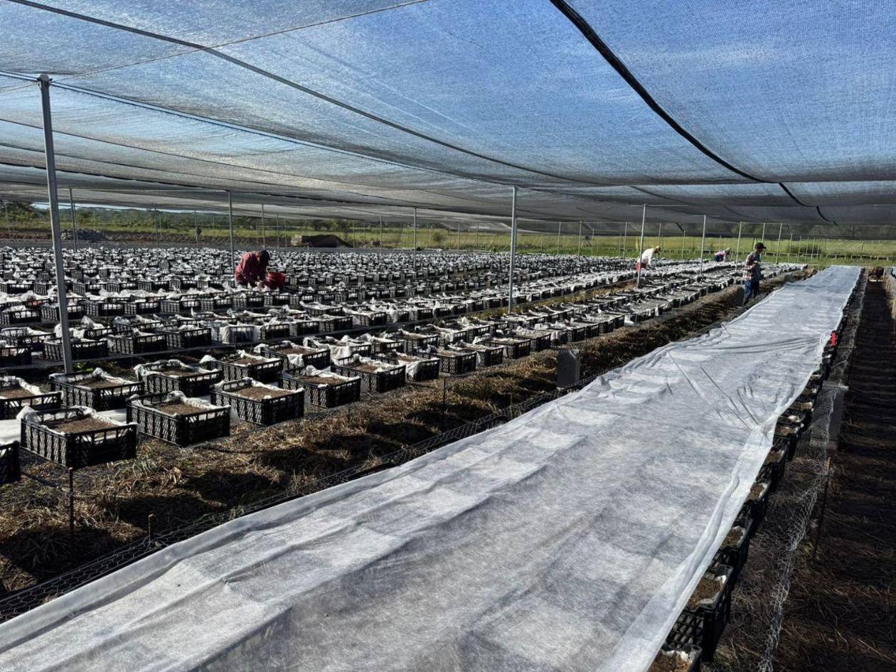 Mejoran producción en fincas de café con tecnología ecológica