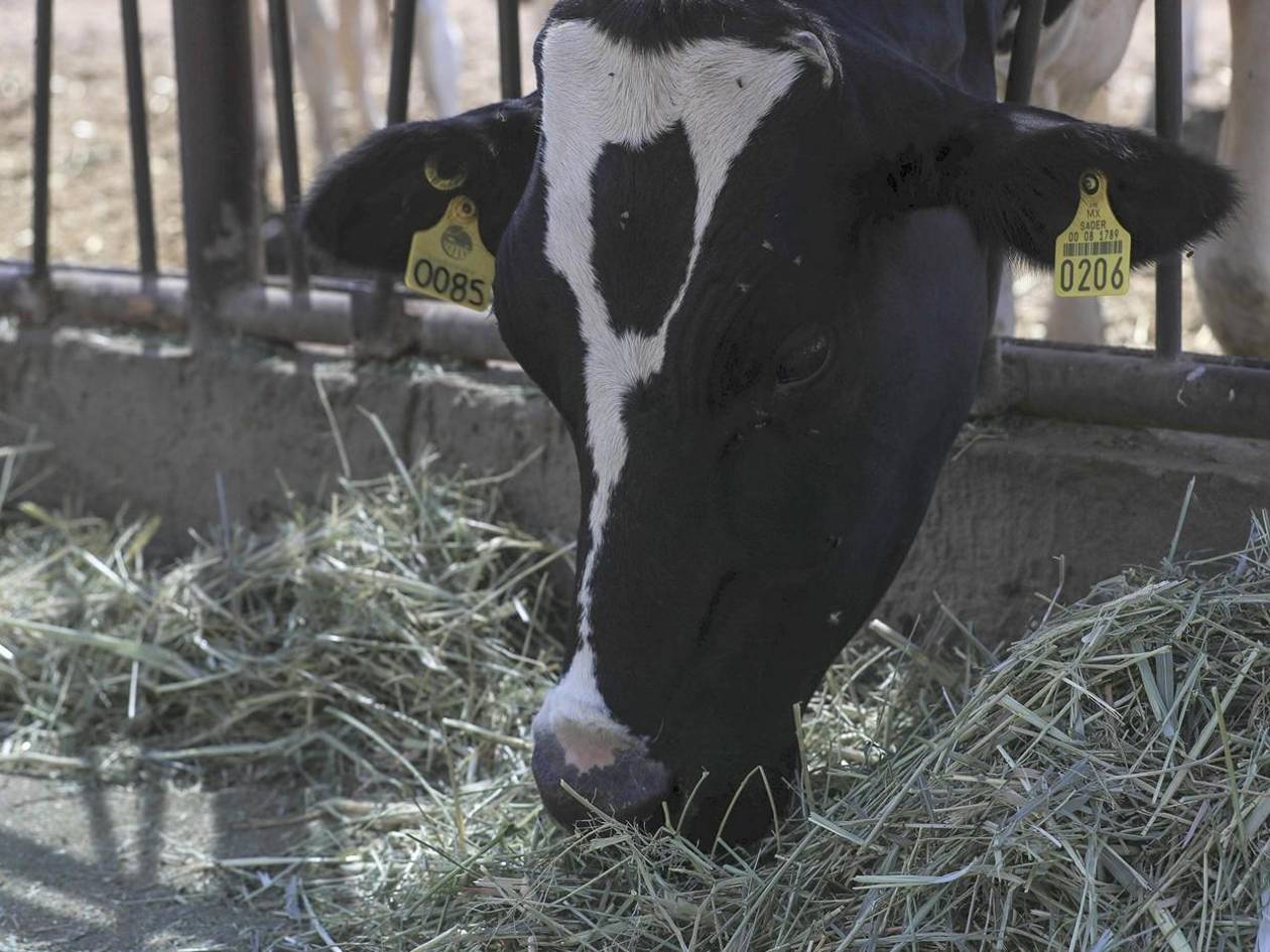 Belice confirma el primer caso de gusano barrenador en humanos