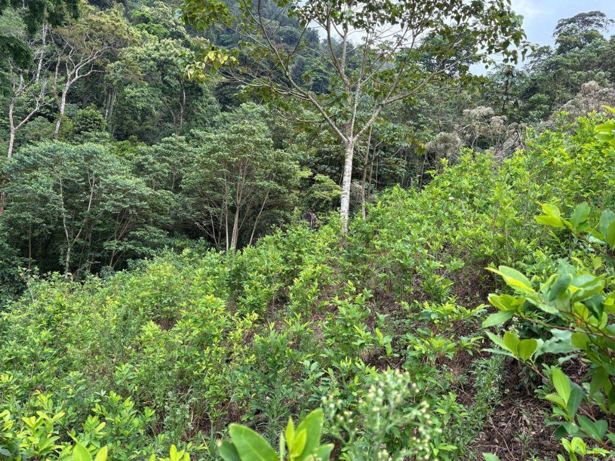 Aseguran plantación de 9 mil arbustos de hoja de coca en Iriona, Colón