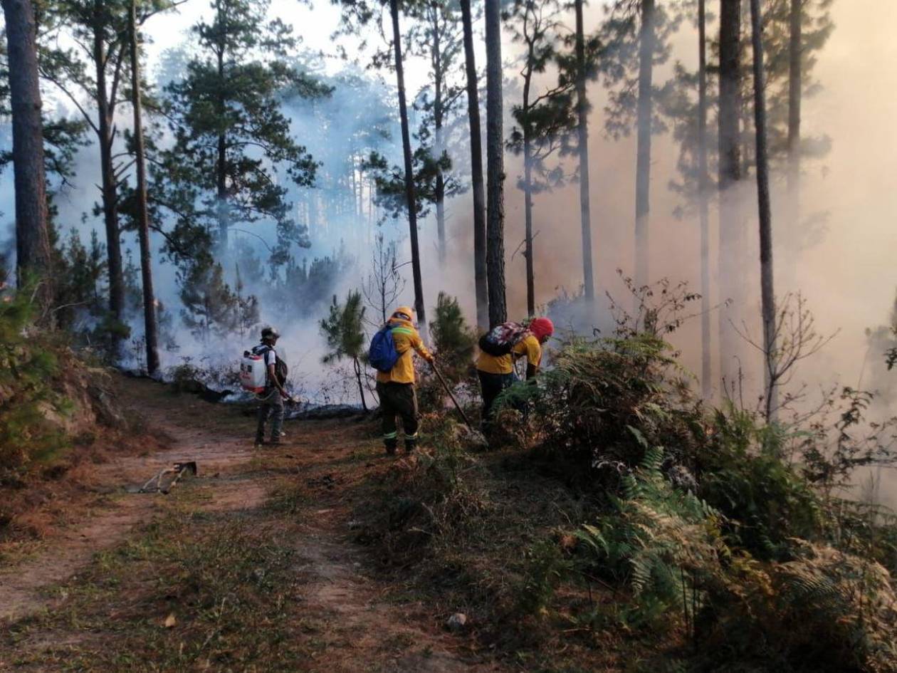 En el Distrito Central se registran 242 incendios en zacateras y bosques