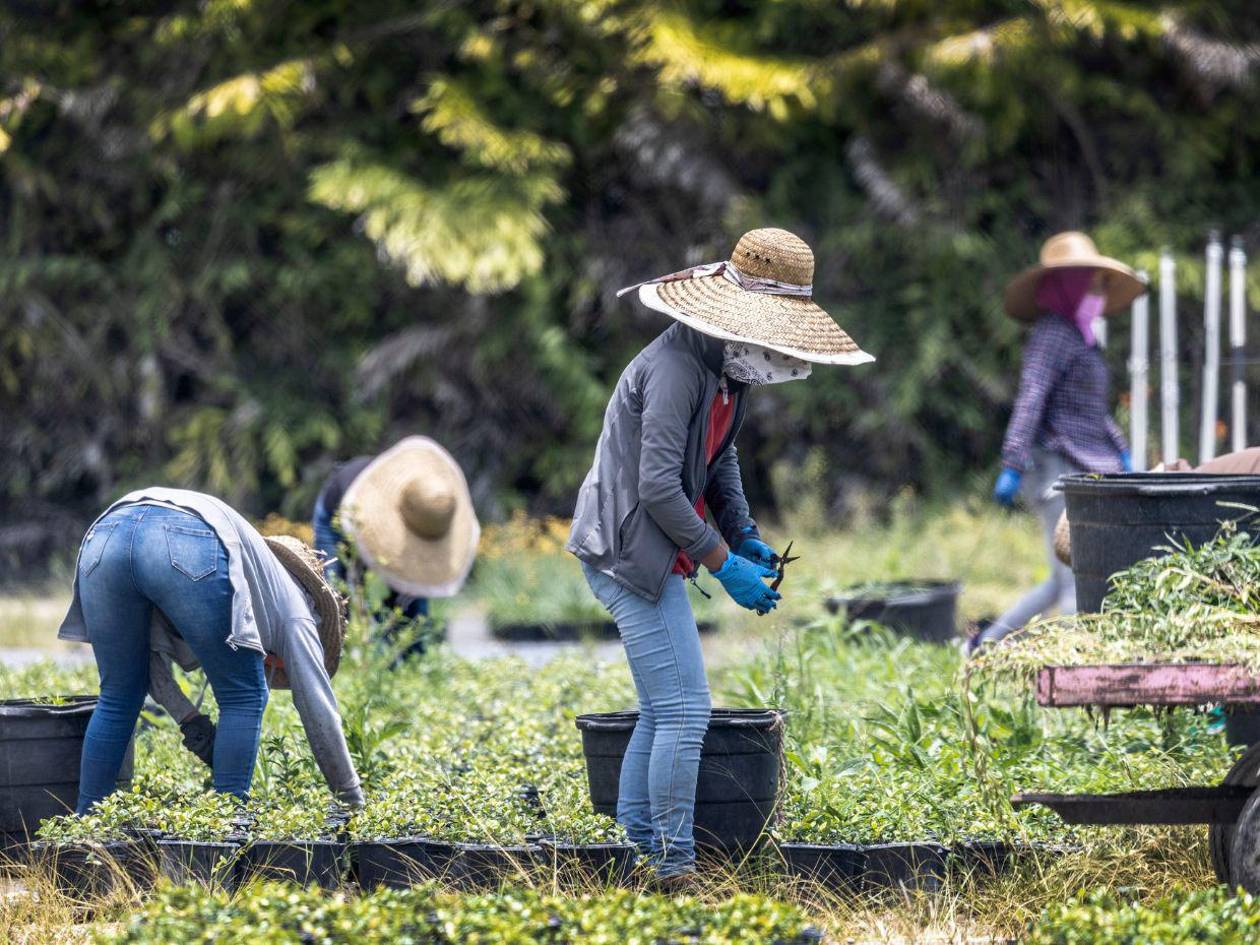 Política migratoria de Trump tiene en jaque a granjas, fábricas y construcciones en EE UU