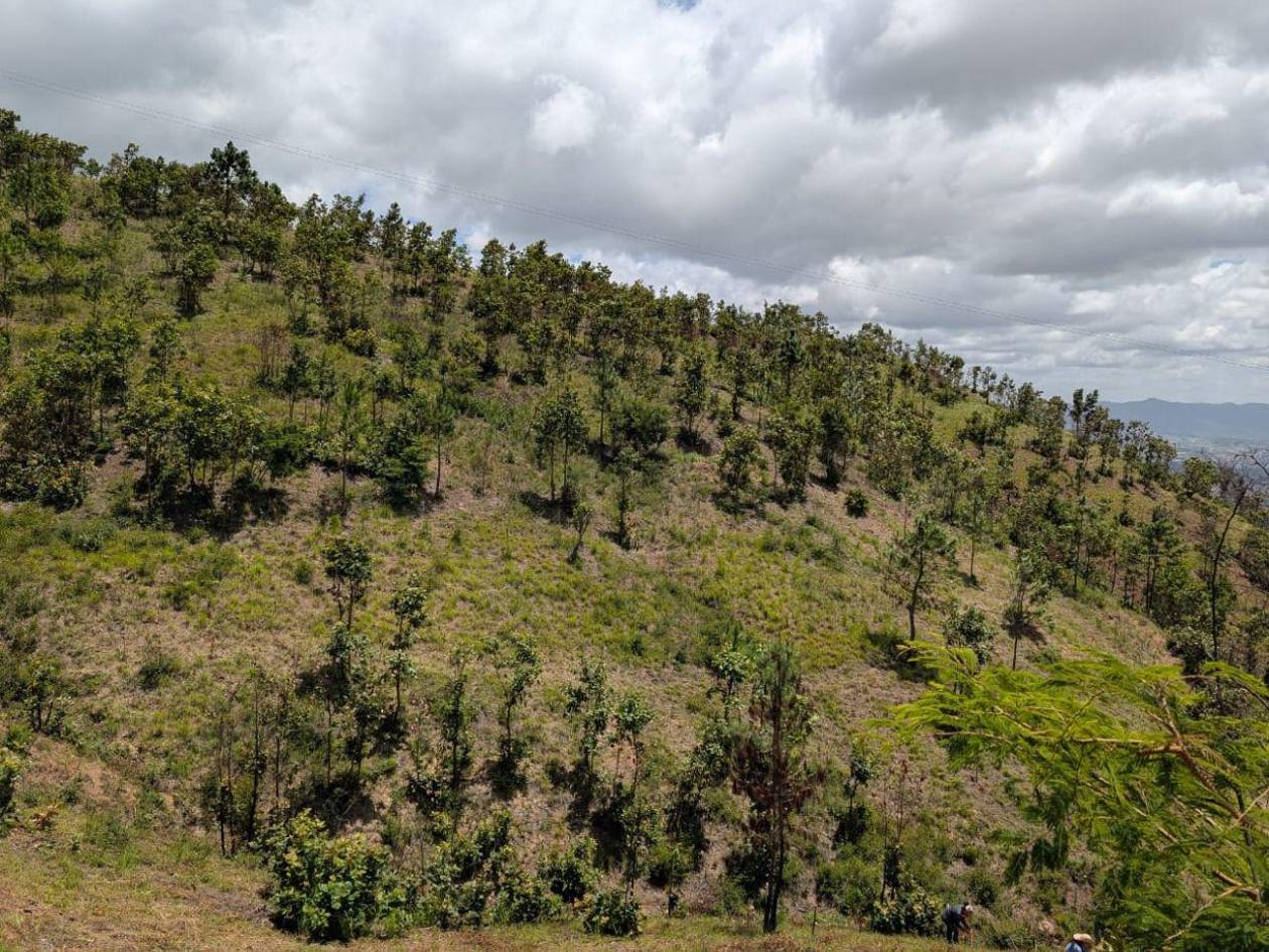 Reforestarán zona ecológica del refugio Suyapa en el Distrito Central
