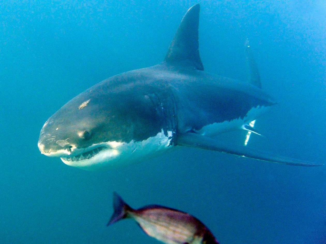 Pastor muere luego de ser atacado por un tiburón en Australia