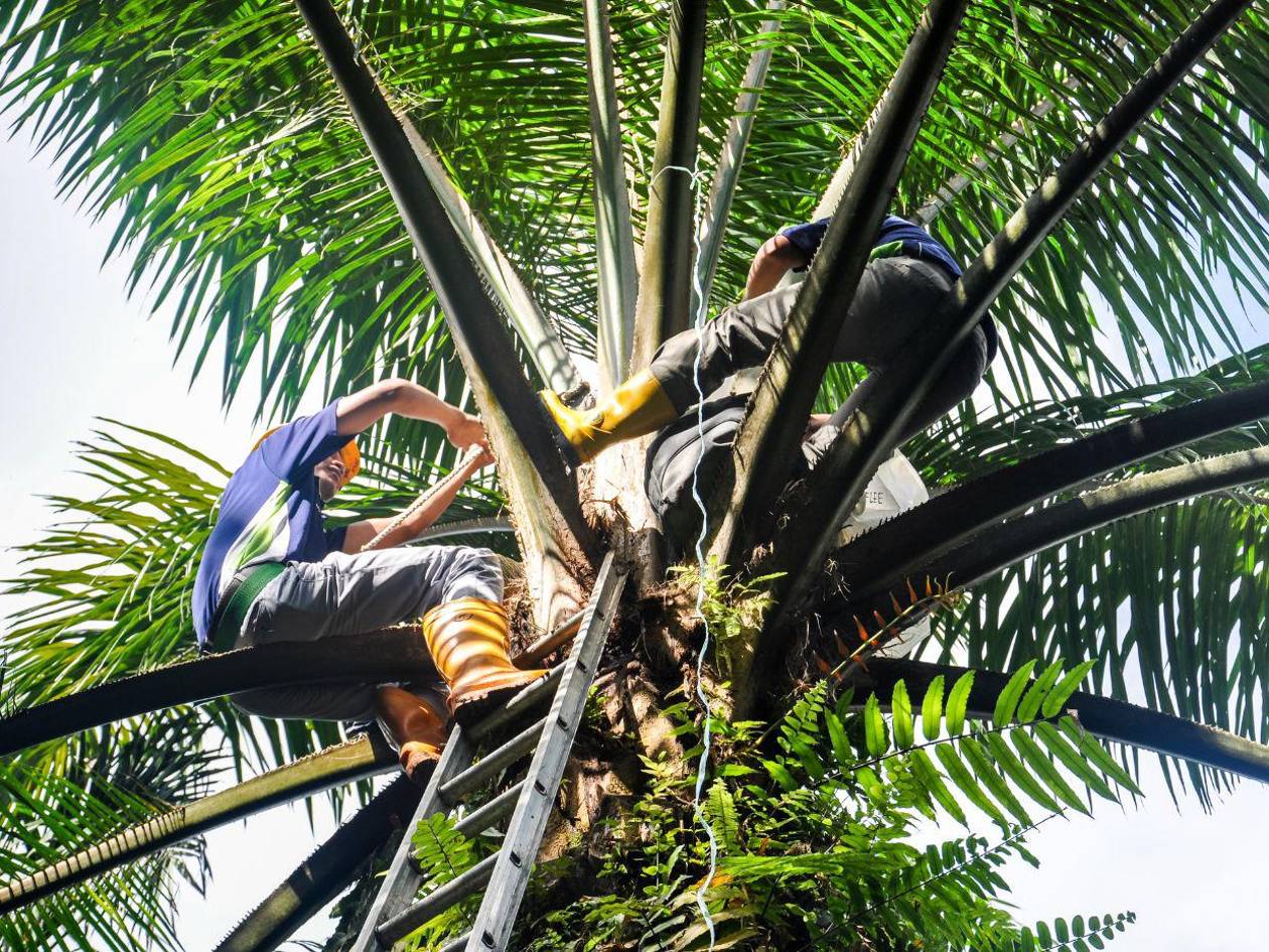 Joven muere tras herirse con su herramienta de trabajo en El Progreso, Yoro