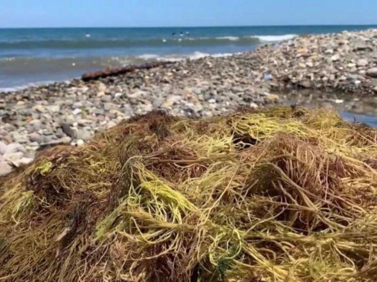 Algas marinas, una fuente de empleo para los jóvenes