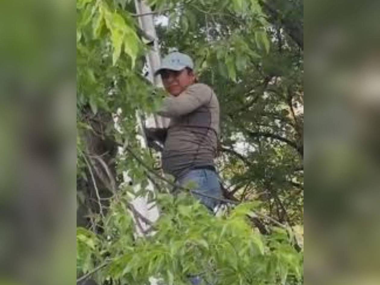 Guatemalteco se subió a un árbol por ocho horas para no ser detenido por ICE