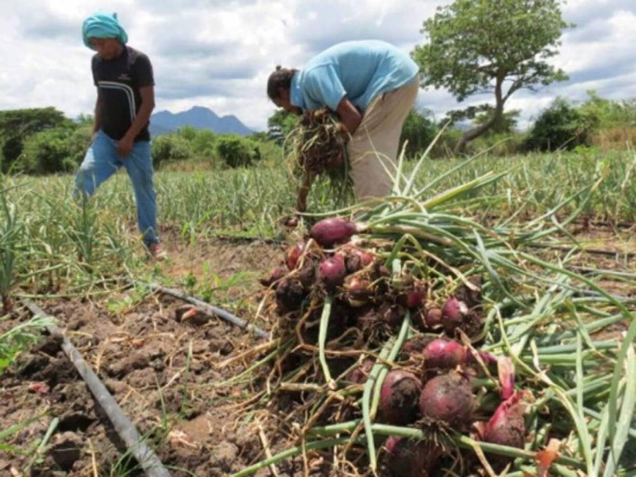 Productores hondureños afectados por importación de cebollas de Holanda y Canadá