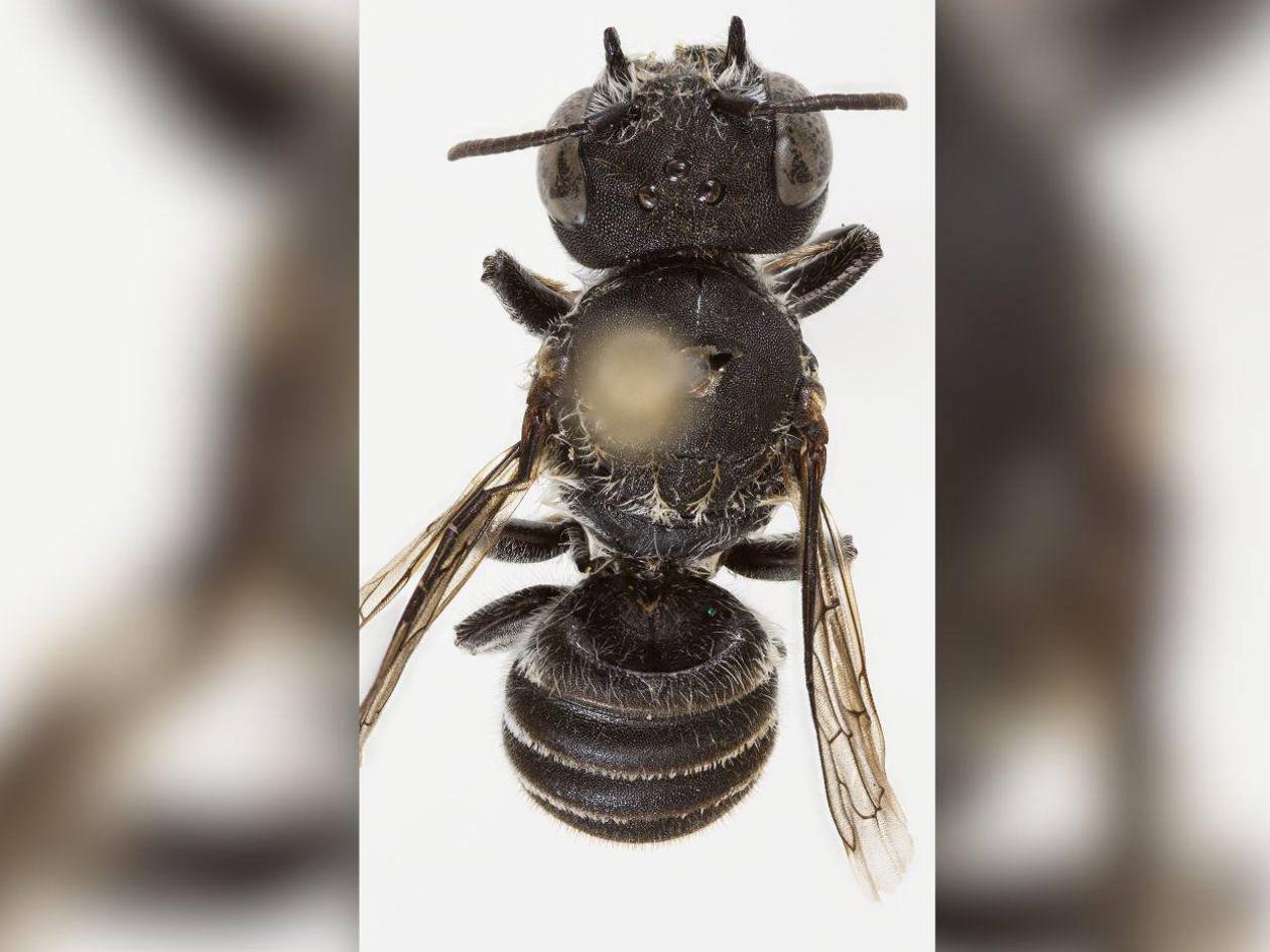 Descubren una nueva especie de abeja con cuernos en Australia