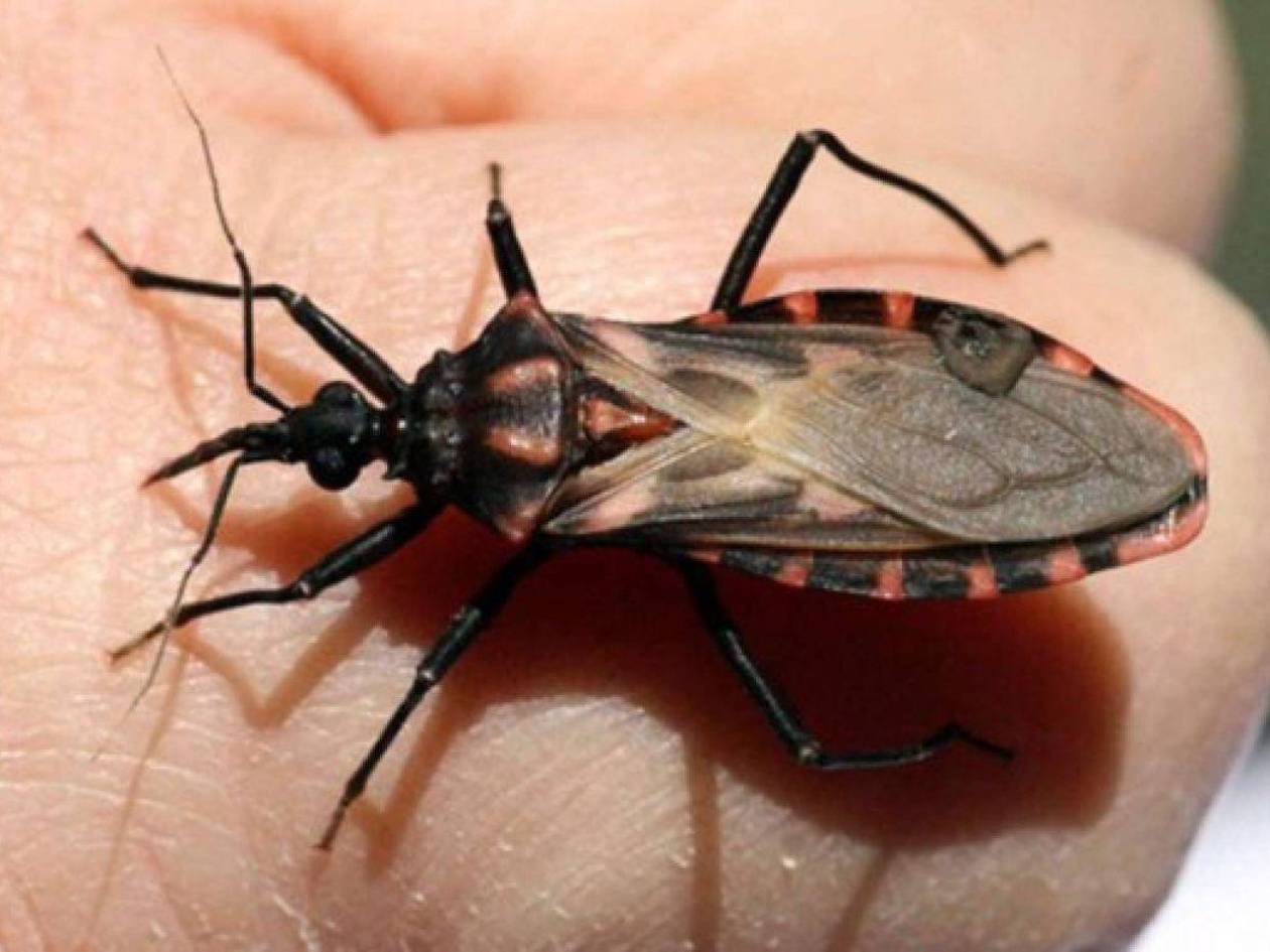 Casos de Chagas y tosferina afectan a pobladores de Comayagua y Cortés