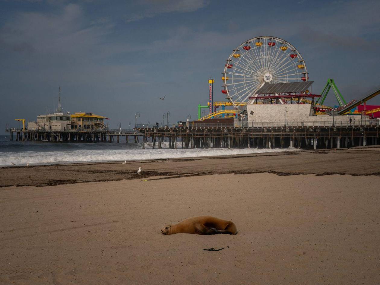 Crisis en California: algas tóxicas matan delfines y enferman leones marinos​​​​​