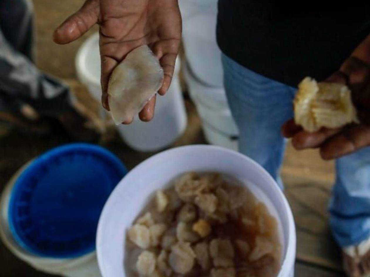 Experto advierte que la pesquería sin regulación podría afectar el equilibrio ecológico