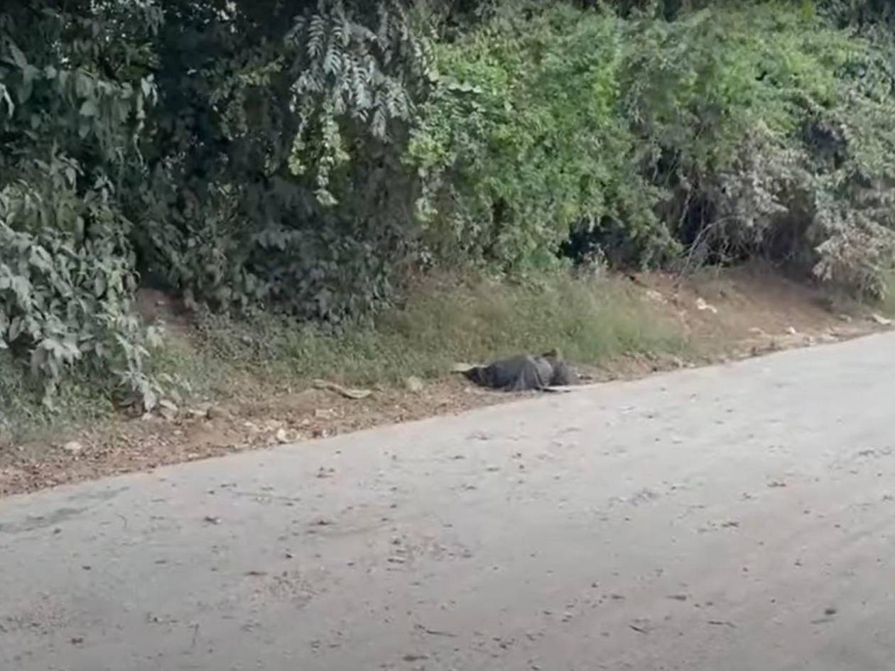 Policía confirma que restos hallados en una bolsa en Comayagua eran de un perro