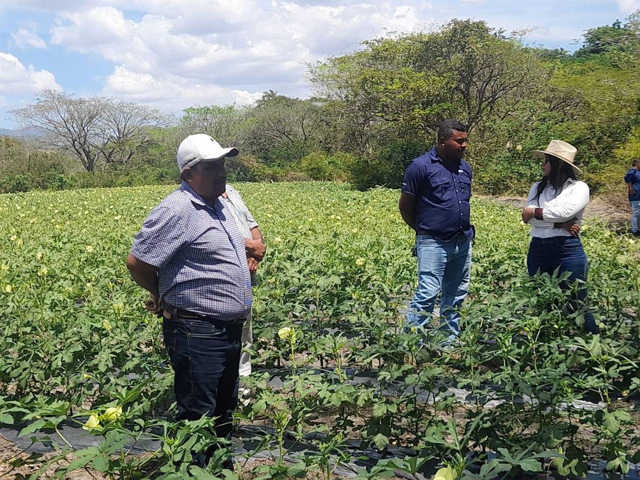 ComRural III lanza nuevas convocatorias para fortalecer el agro hondureño