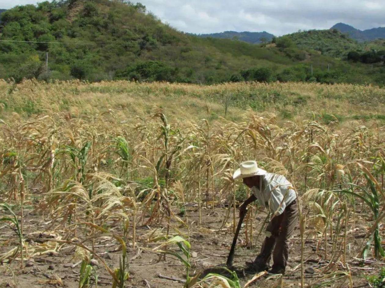 Crisis alimentaria golpea a El Paraíso: sequía por El Niño deja comunidades expuestas
