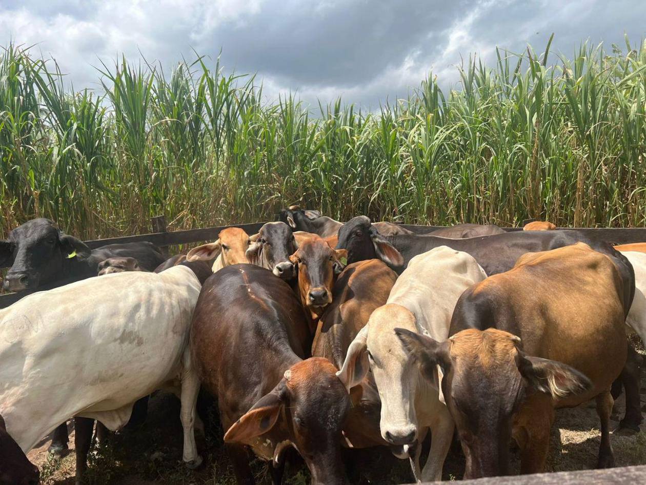 El Paraíso, Choluteca y Olancho concentran el 59 % de los casos de gusano barrenador