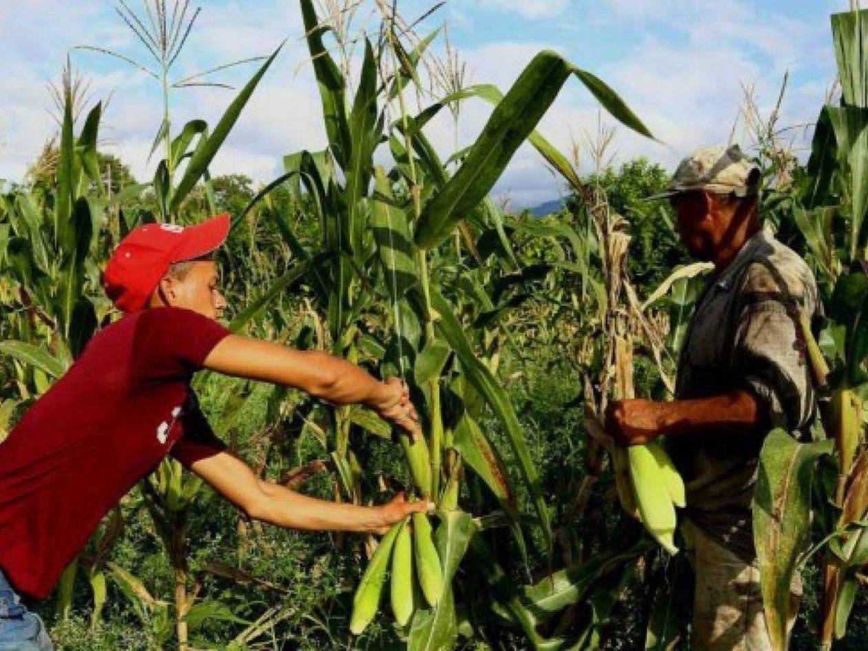 SAG proyecta alta cosecha de granos básico, pero productores prevén caída en la producción