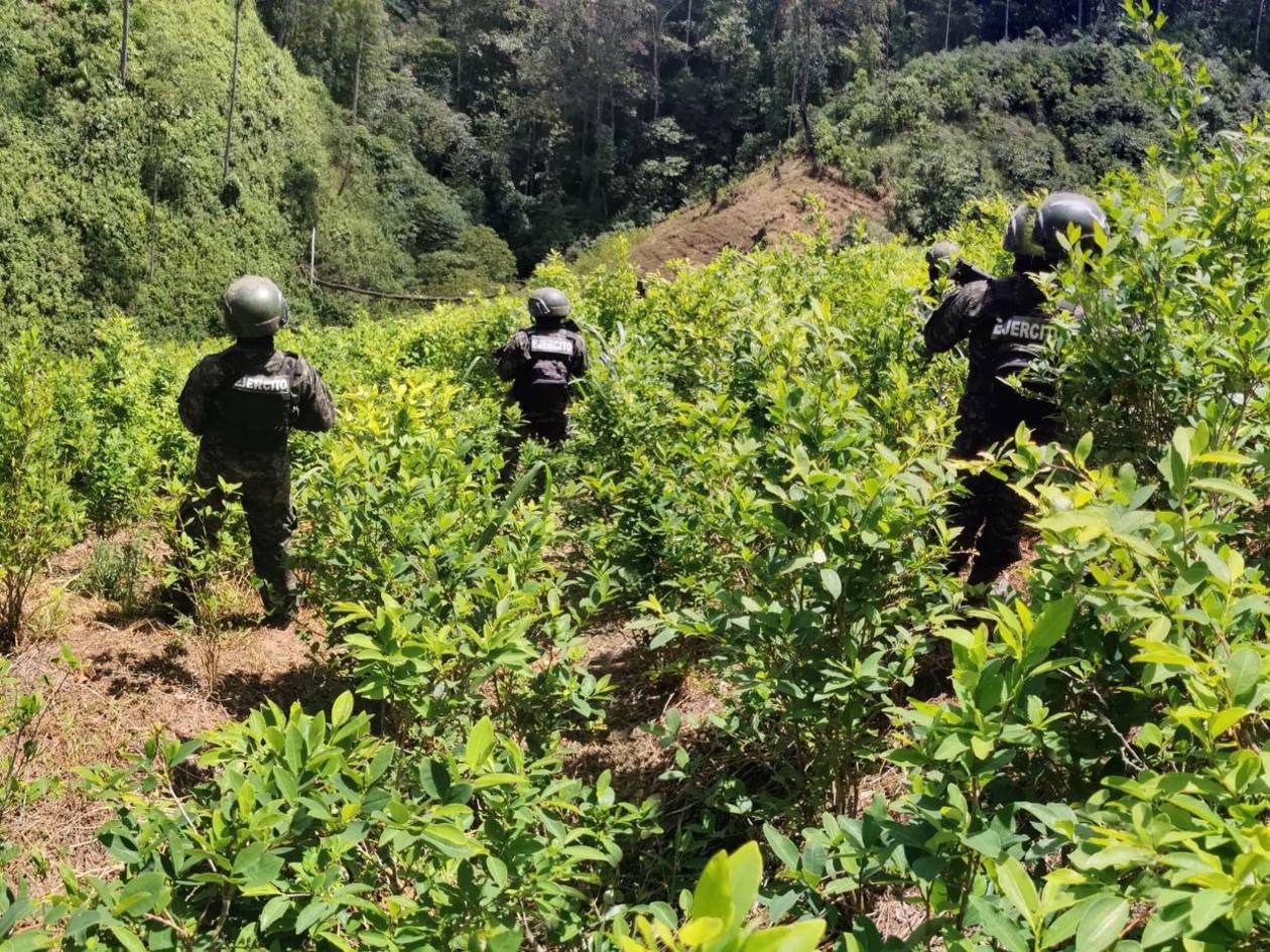 Más de 100 plantíos de hoja de coca han sido erradicados en dos años