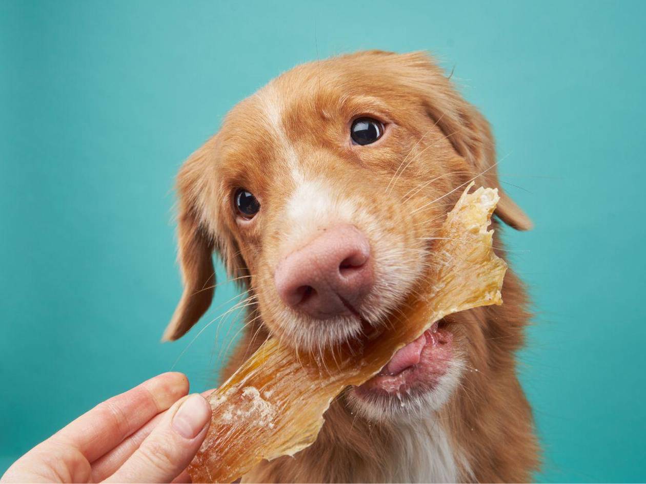 Snacks deshidratados para su mascota: riesgos y beneficios, según un experto