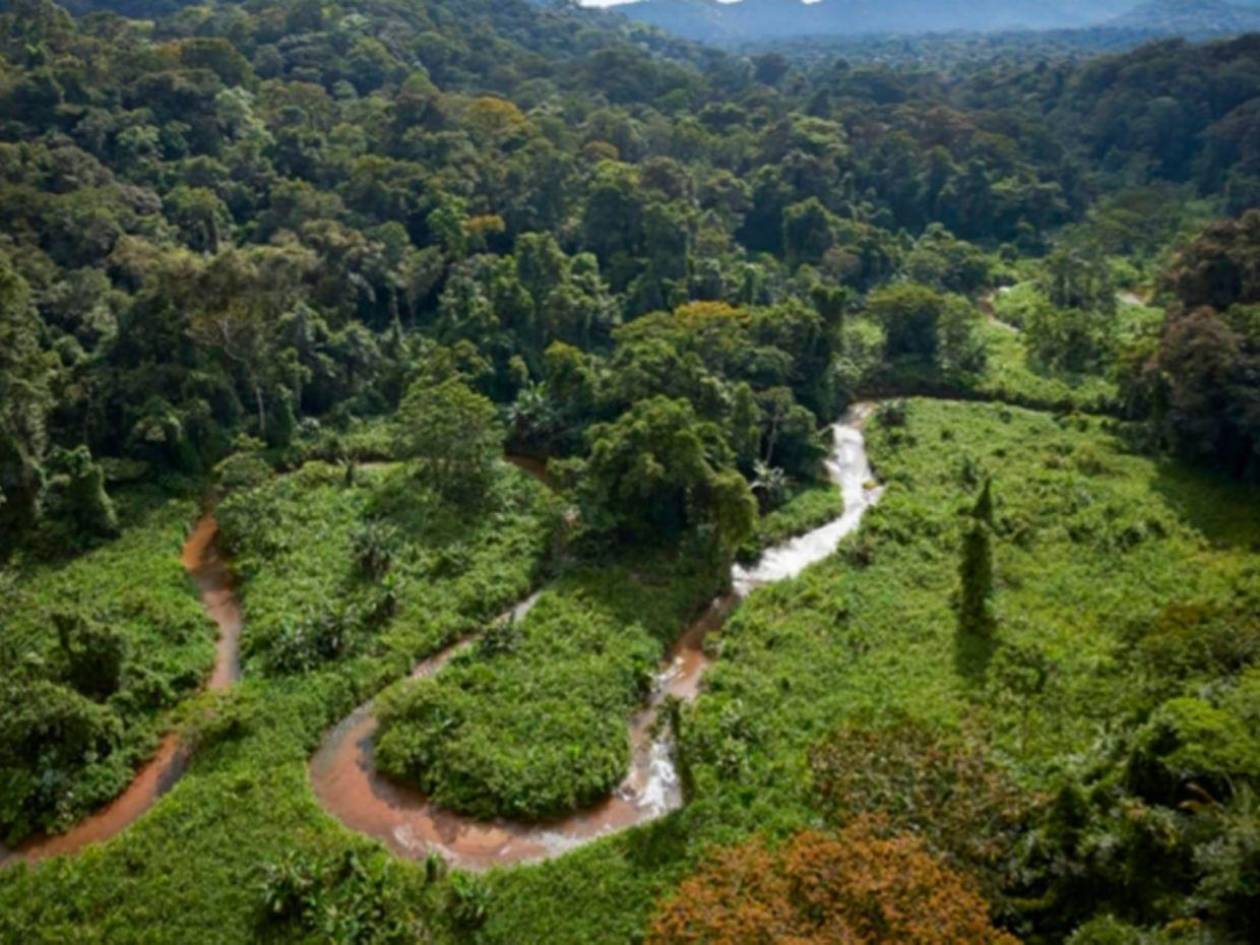 Honduras sigue sin cumplir 13 metas de la estrategia Cero Deforestación 2029